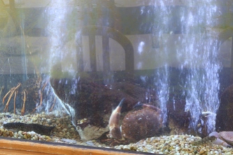 Adraga Rest Fish Tank